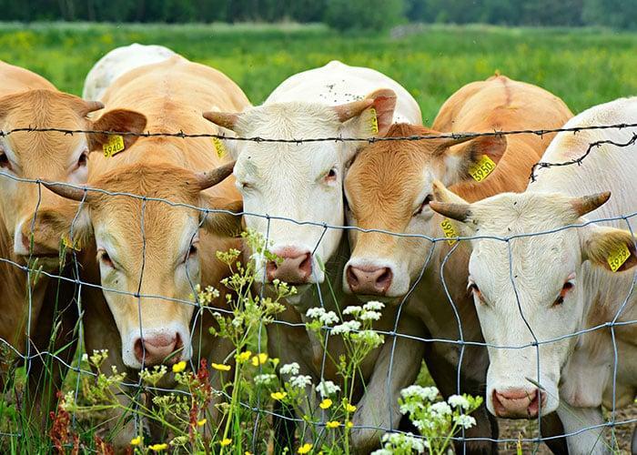 Élevage blondes d'Aquitaine Landes