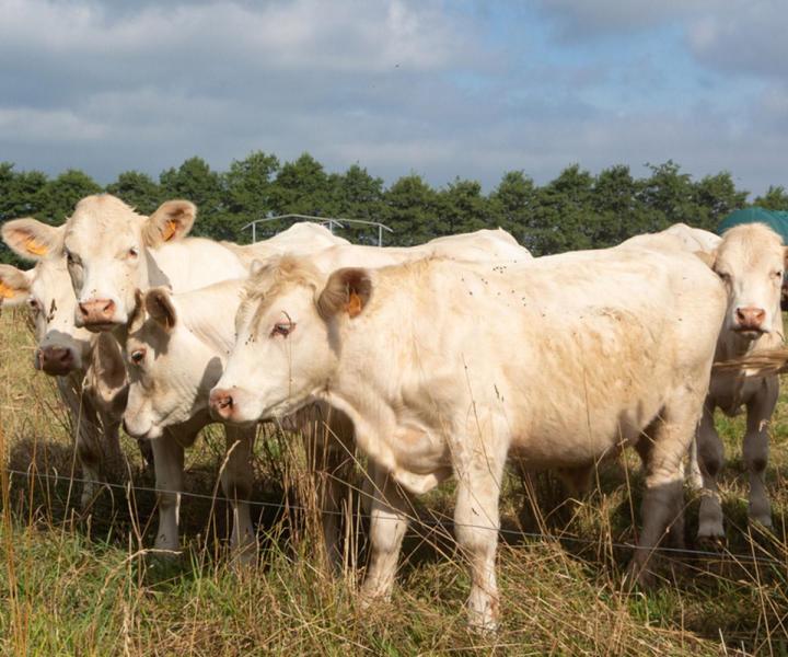 Élevage de bœufs Landes